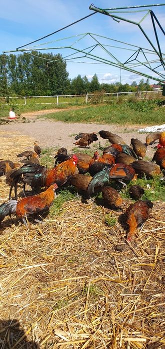 Sprzedam koguta kurę Feniks czerwony ptaki ozdobne