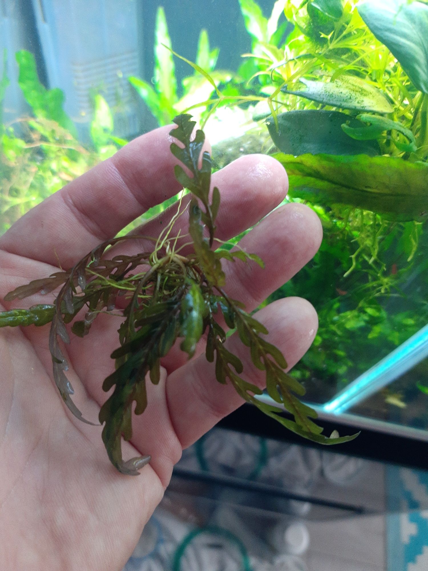 Hygrophila sadzonka