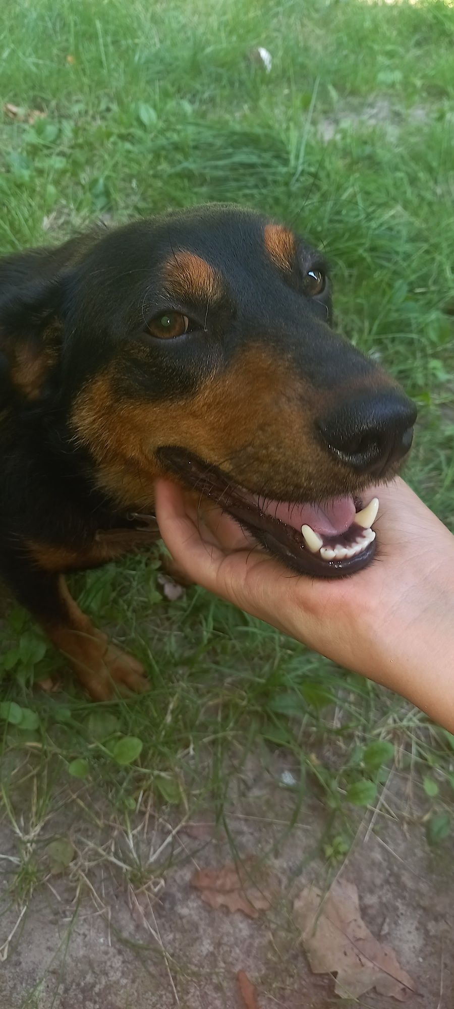 Oddam młoda Roczna Suczkę