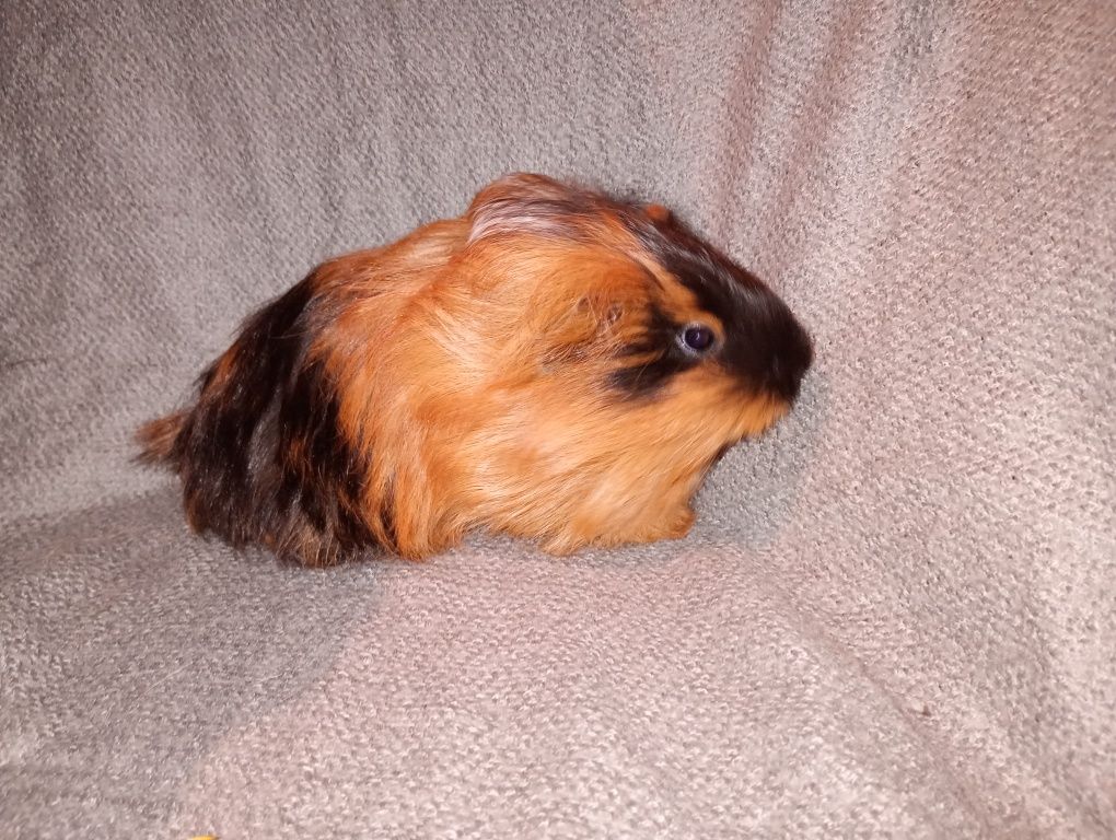 SHELTIE samiczka długowłosa młoda świnka morska