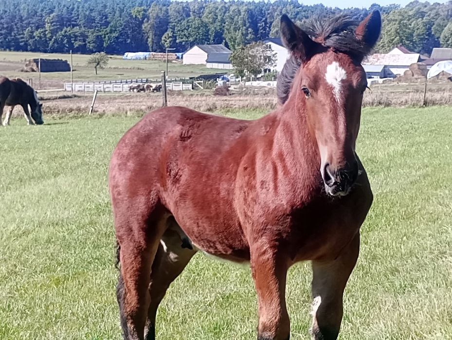 Ogierek grubej budowy