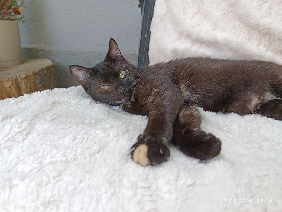 Bułeczka - piękna szylkretka szuka domku