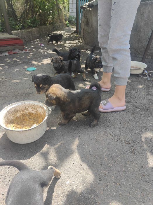 Віддам в добрі руки 10 щінків