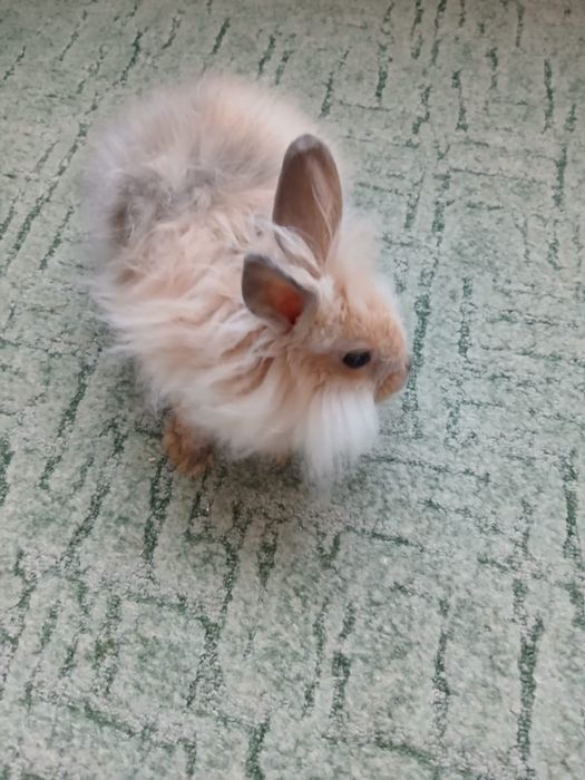 Кролик мини ангора декоративный 4 мес