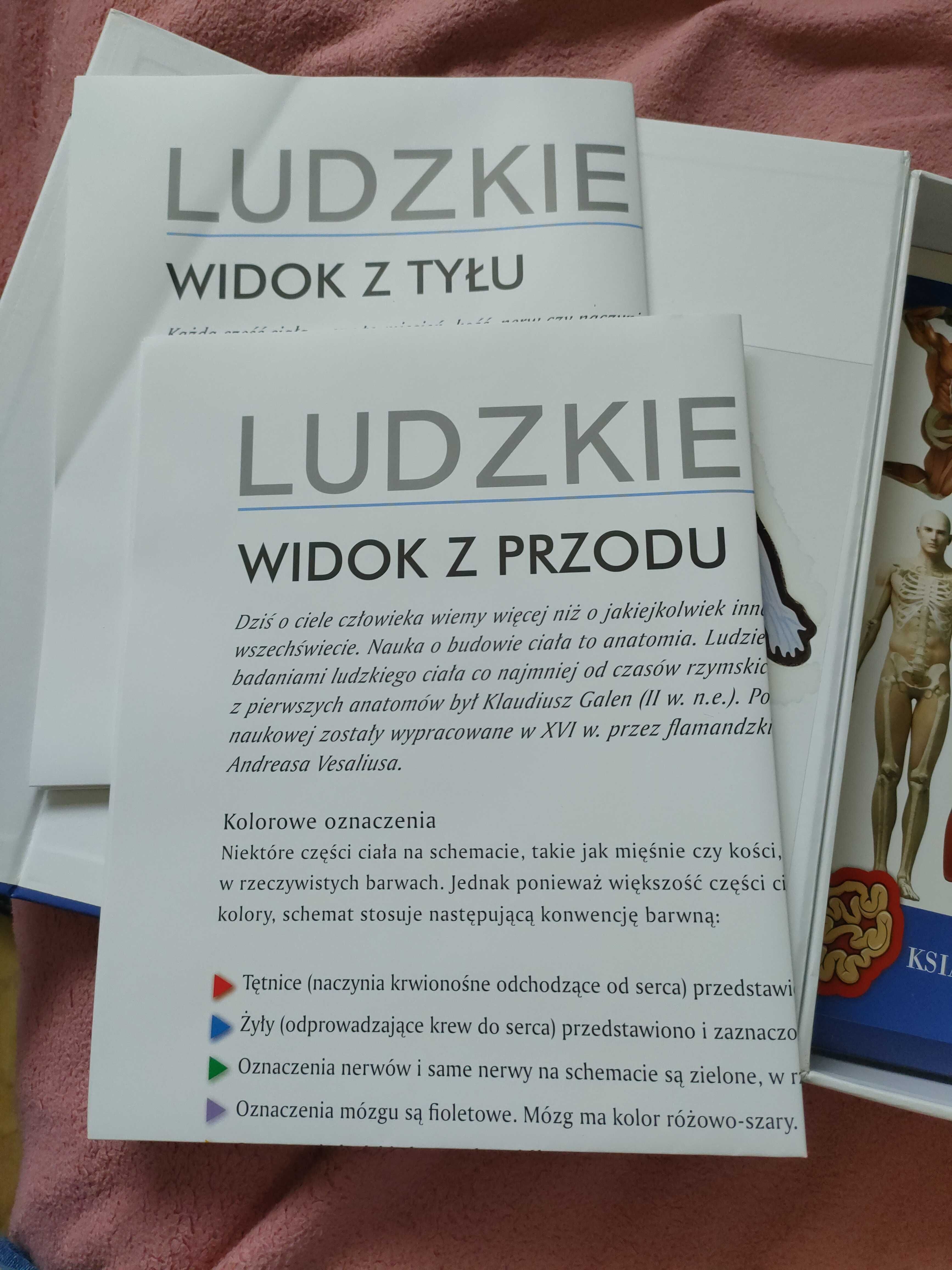 Zestaw młodego odkrywcy Ludzkie cialo