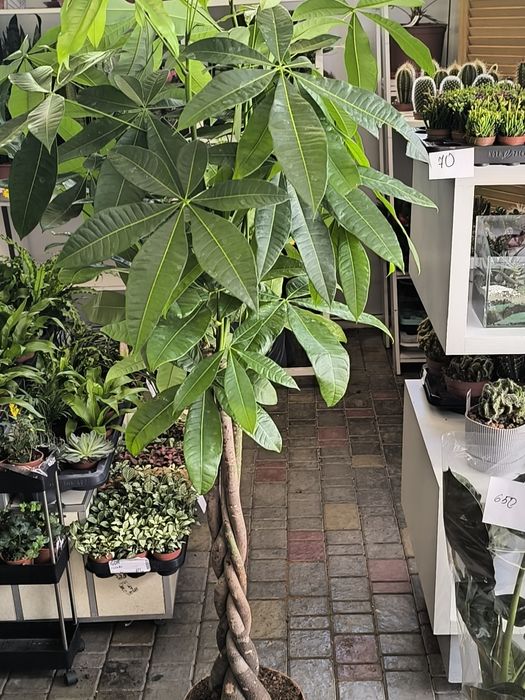 Пахира большая – это комнатное декоративное растение