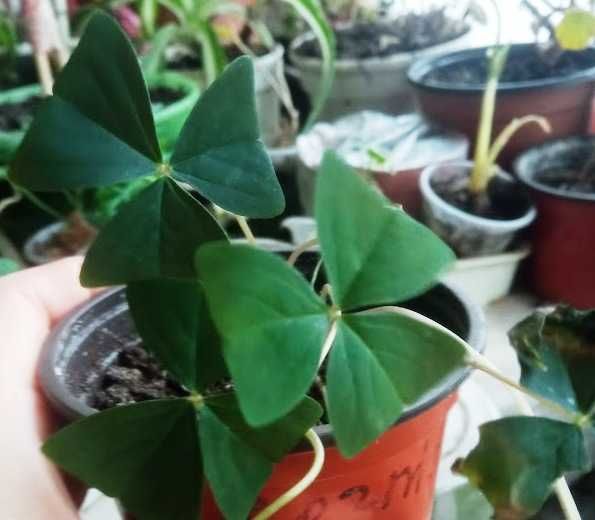 Кислица(оксалис) Атропурпурея фіолетова