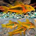 Kirys Kirysek GOLD LASER Corydoras Neon Gold Cw 010