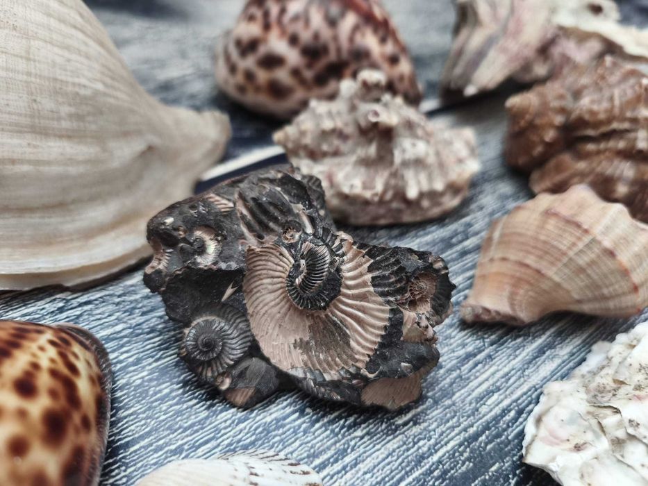 Zestaw muszli muszle naturalne morskie