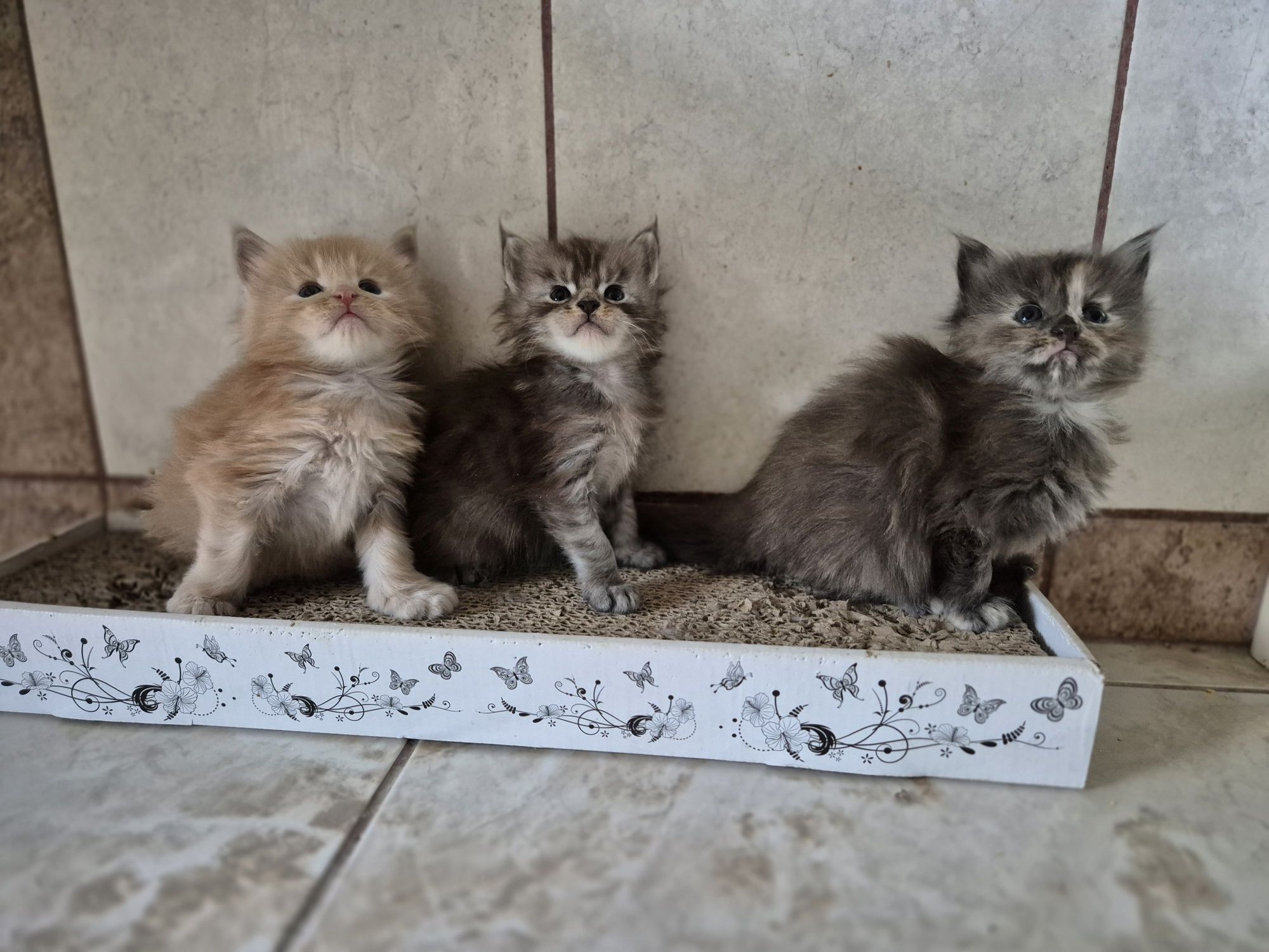 Kotek Maine coon rezerwacja Odbiór październik