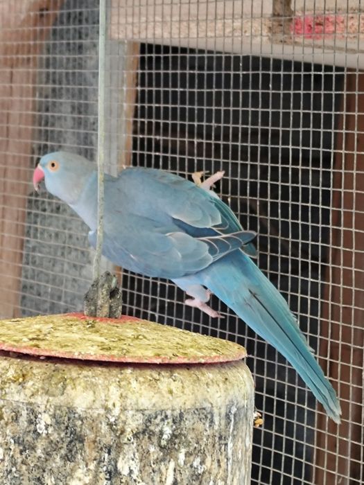 Papugi aleksandretty obrożne