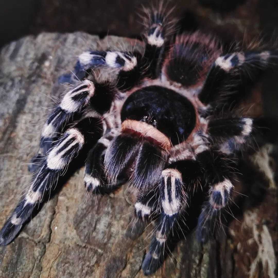 Тарантул самки Acanthoscurria geniculata паук птицеед новичкам