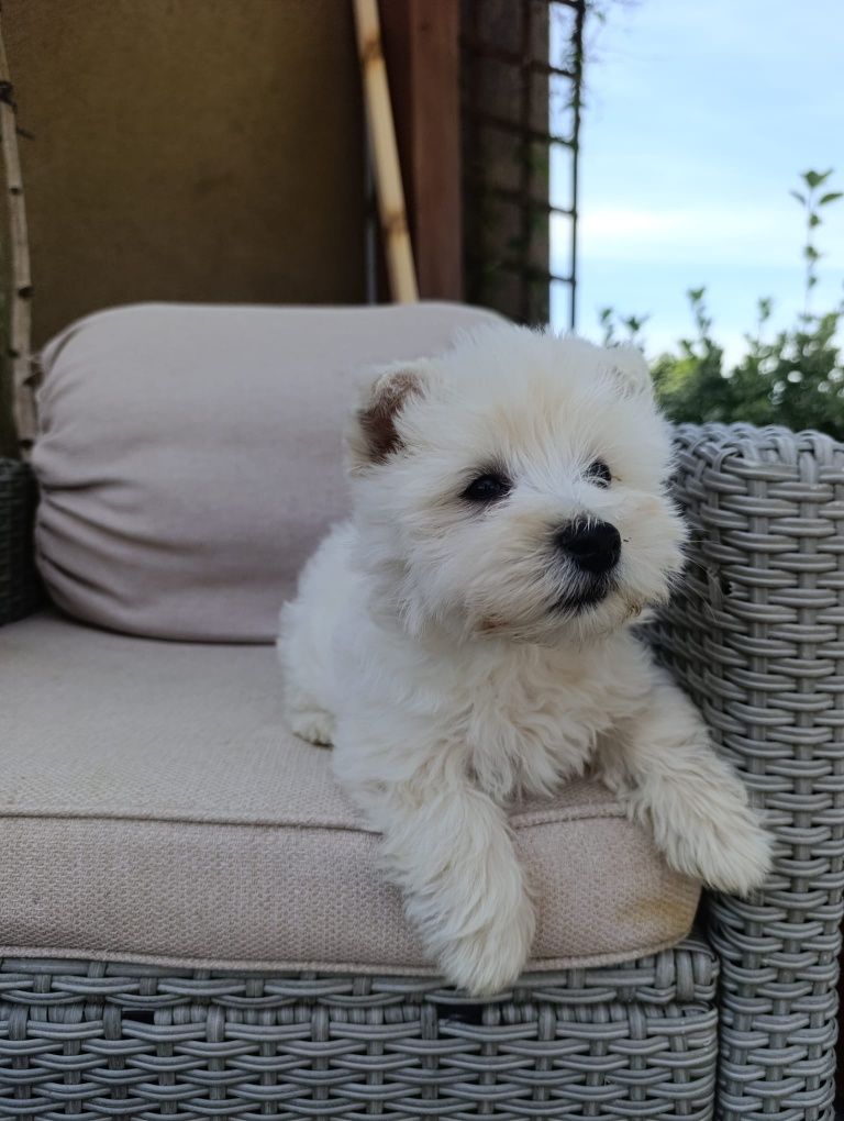 West Highland White Terrier