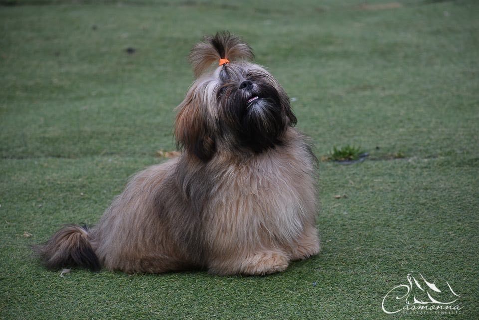 Słodka dziewczynka Lhasa Apso