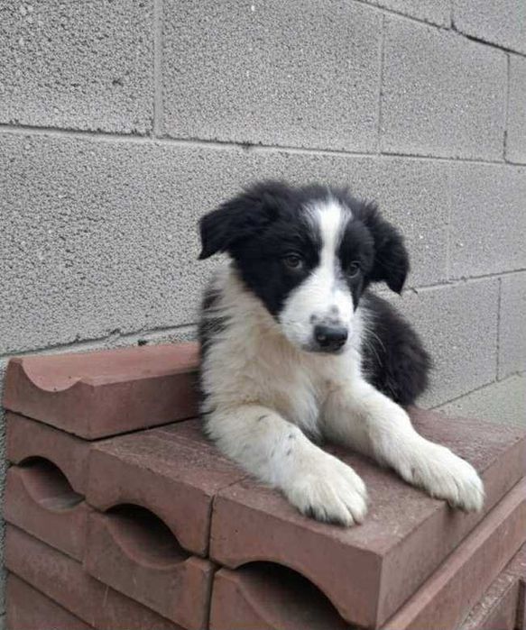 Piękny szczeniak Border Collie, hodowla BlueSky Collies