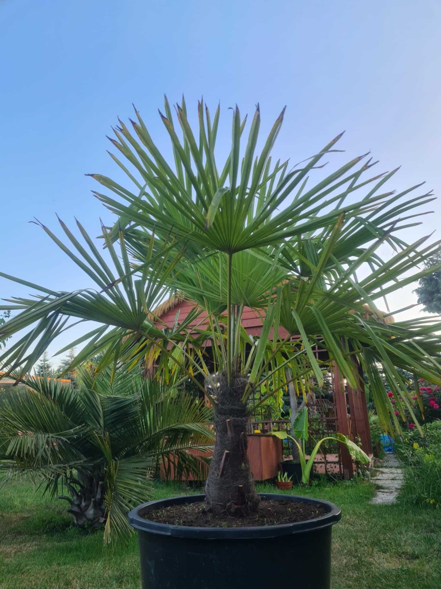 Palma mrozoodporna Trachycarpus Fortunei do minus 12 stopni piekna !