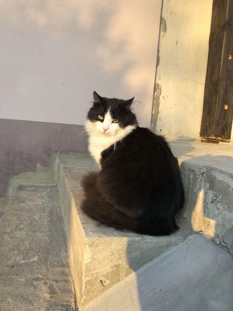Безкоштовно кошенята