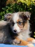 Owczarek australijski blue merle długi ogon