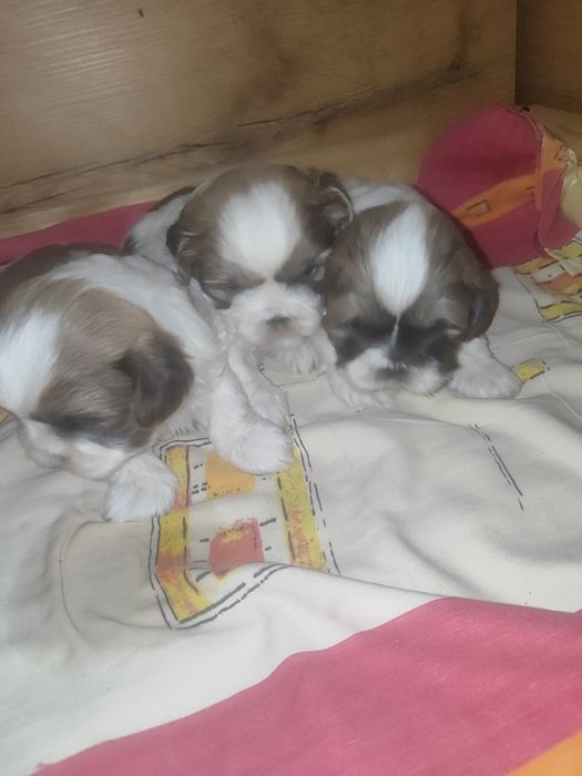 Shih tzu do rezerwacji