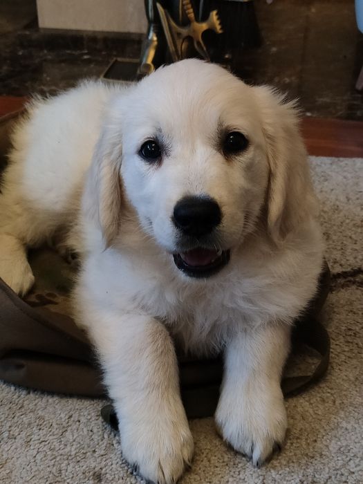 Golden Retriever suczka