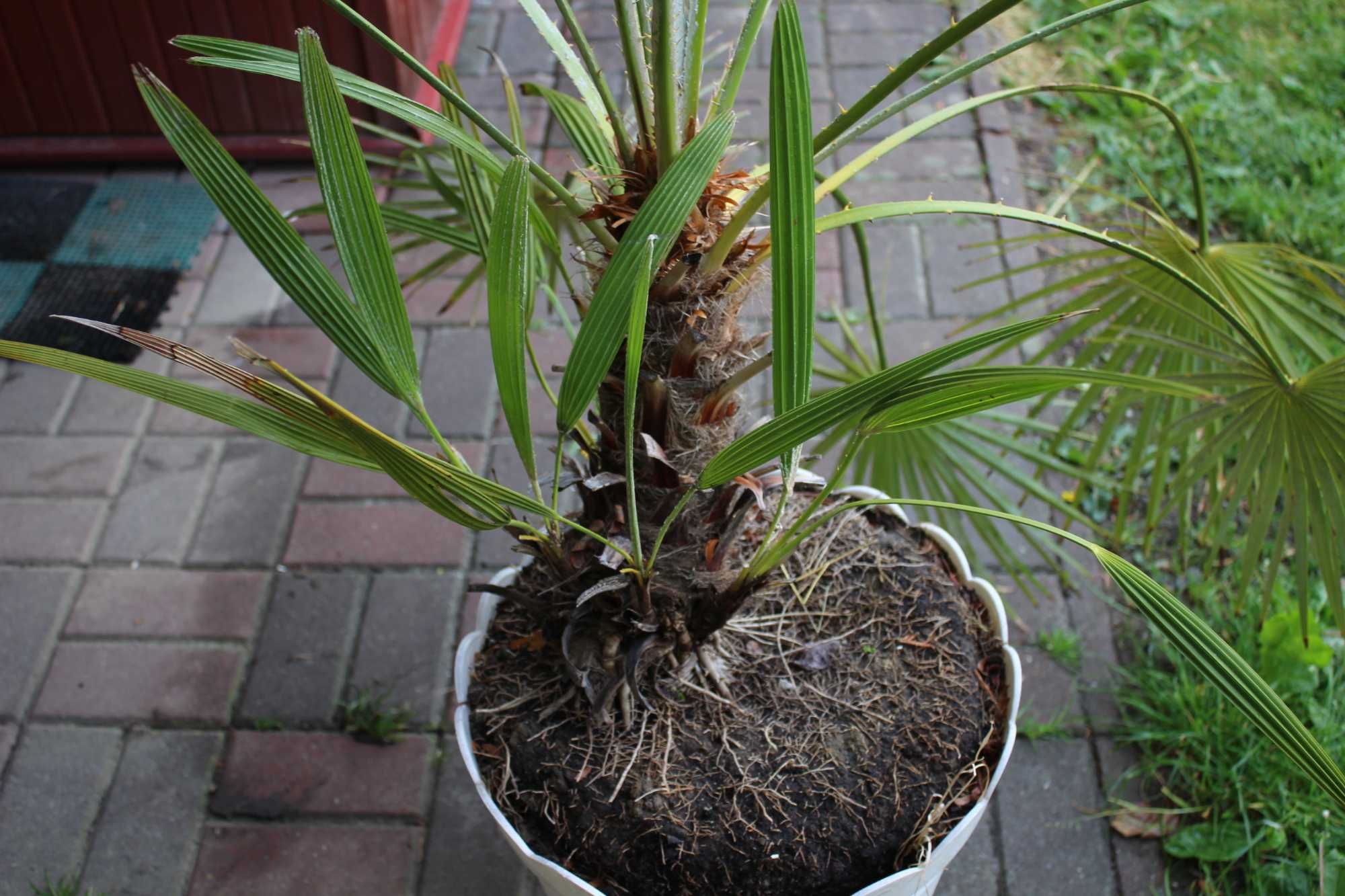 palma ogrodowa Karłatka Chamaerops Humilis