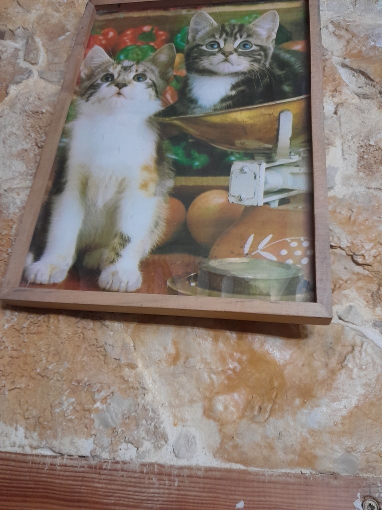 Quadro rustico com gatos / moldura em madeira