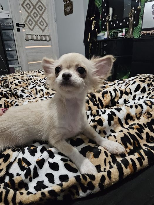 Sliczny kremowy chihuahua dlugowlosy jak lisek