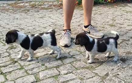 cães com 2 meses
