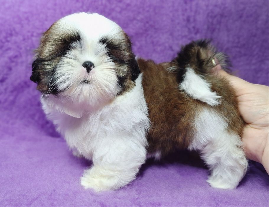Shih Tzu z rodowodem - REZERWACJA wszystkich szczeniąt !