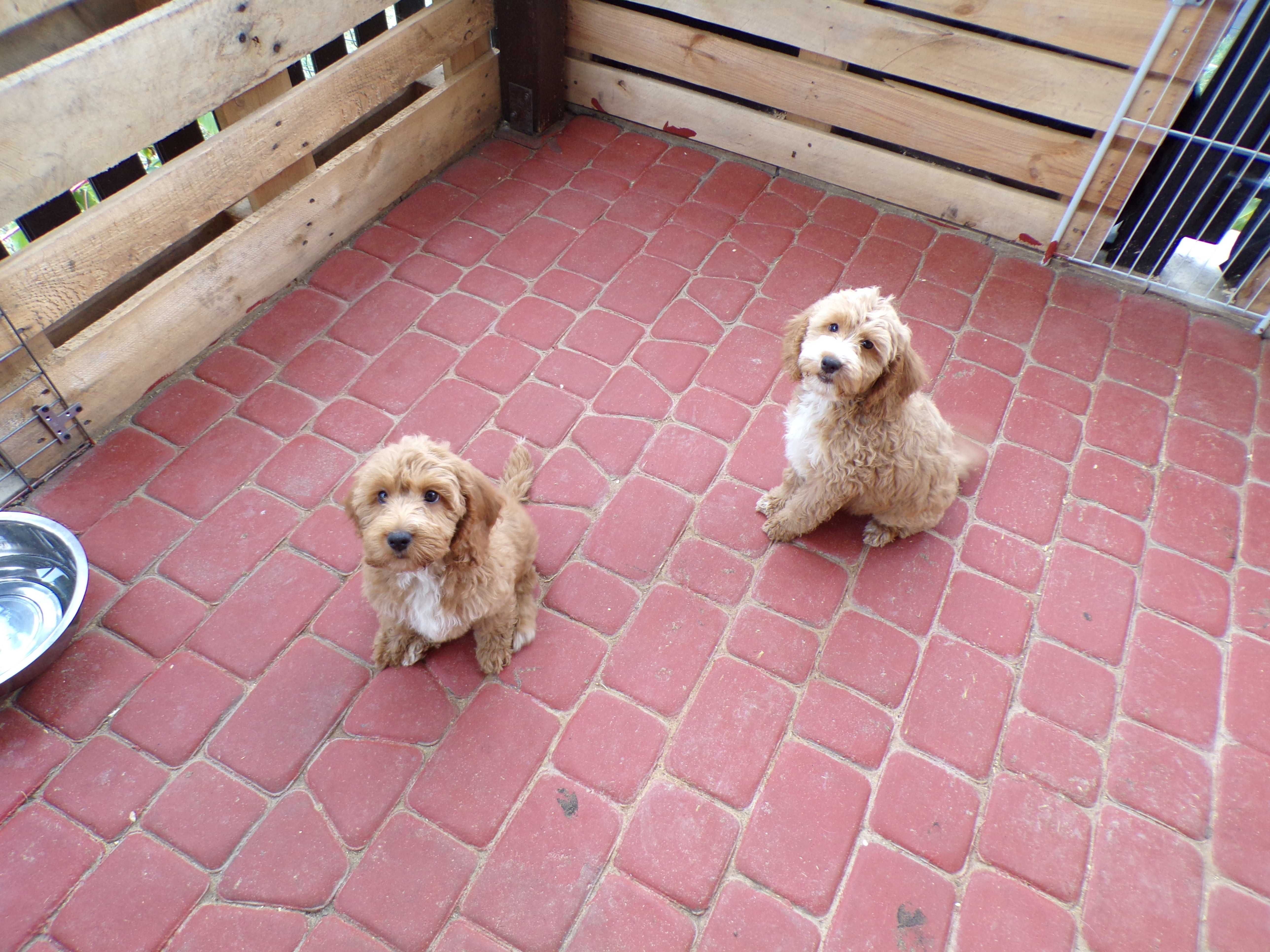 Cockapoo F1 , słodka, maleńka sunia karmelowa z białym