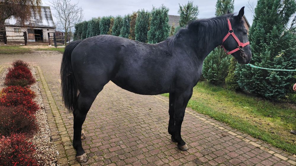 Klacz Śląska 20 miesięcy