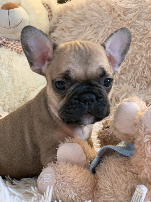 Весёлые генные французики