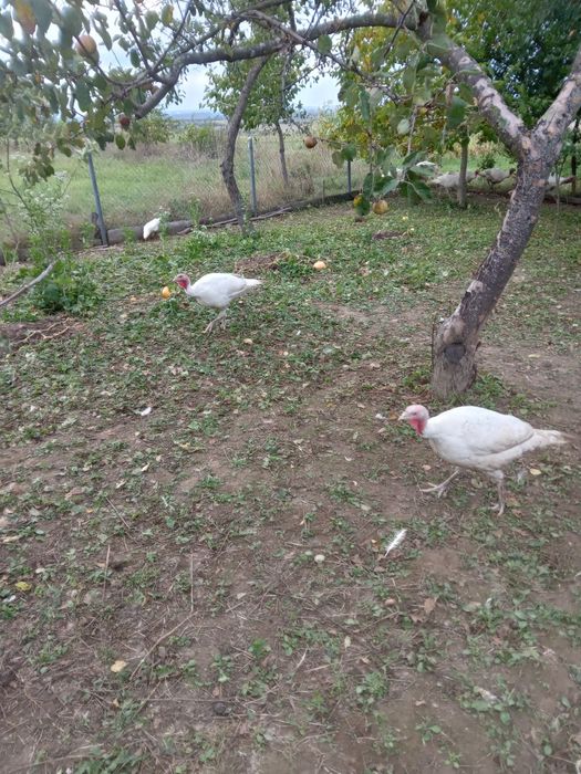 Продаються індики