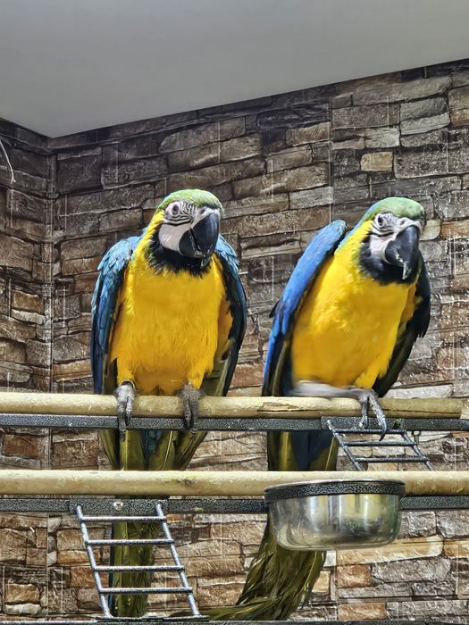 Casal Araras Araraunas 5/6 meses acabar Criar mão