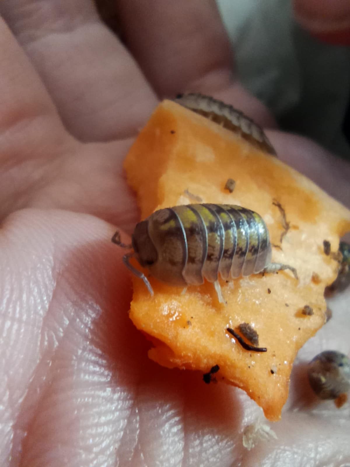 Armadillidium Granulatum Lemon 10x