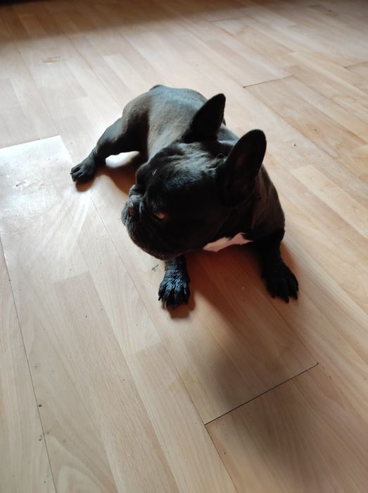 Buldog Francuski sunia