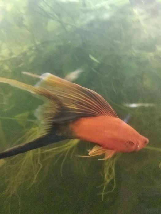 Єлодея канадская 10грн