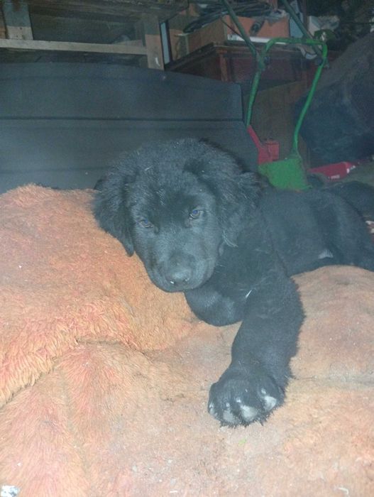 Oddam w dobre ręce szczeniaki dwumiesięczne