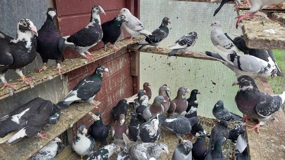 Gołębie staropolskie