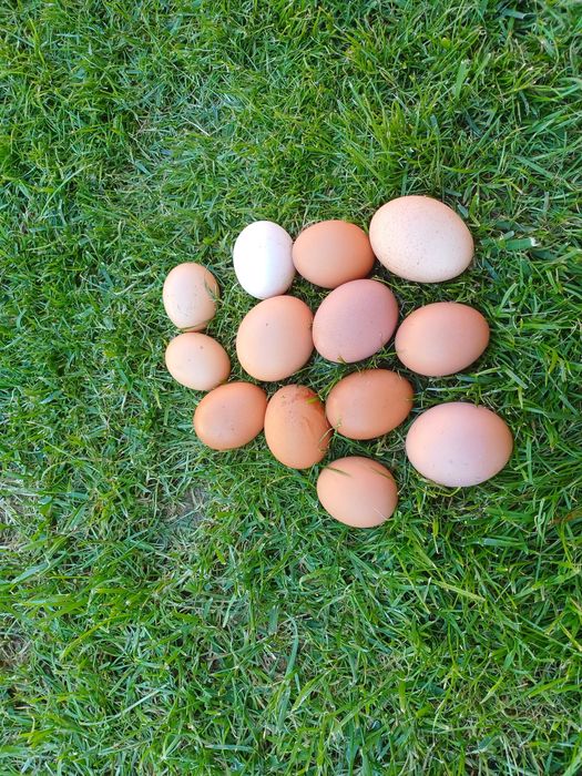 Ovos caseiros para consumo