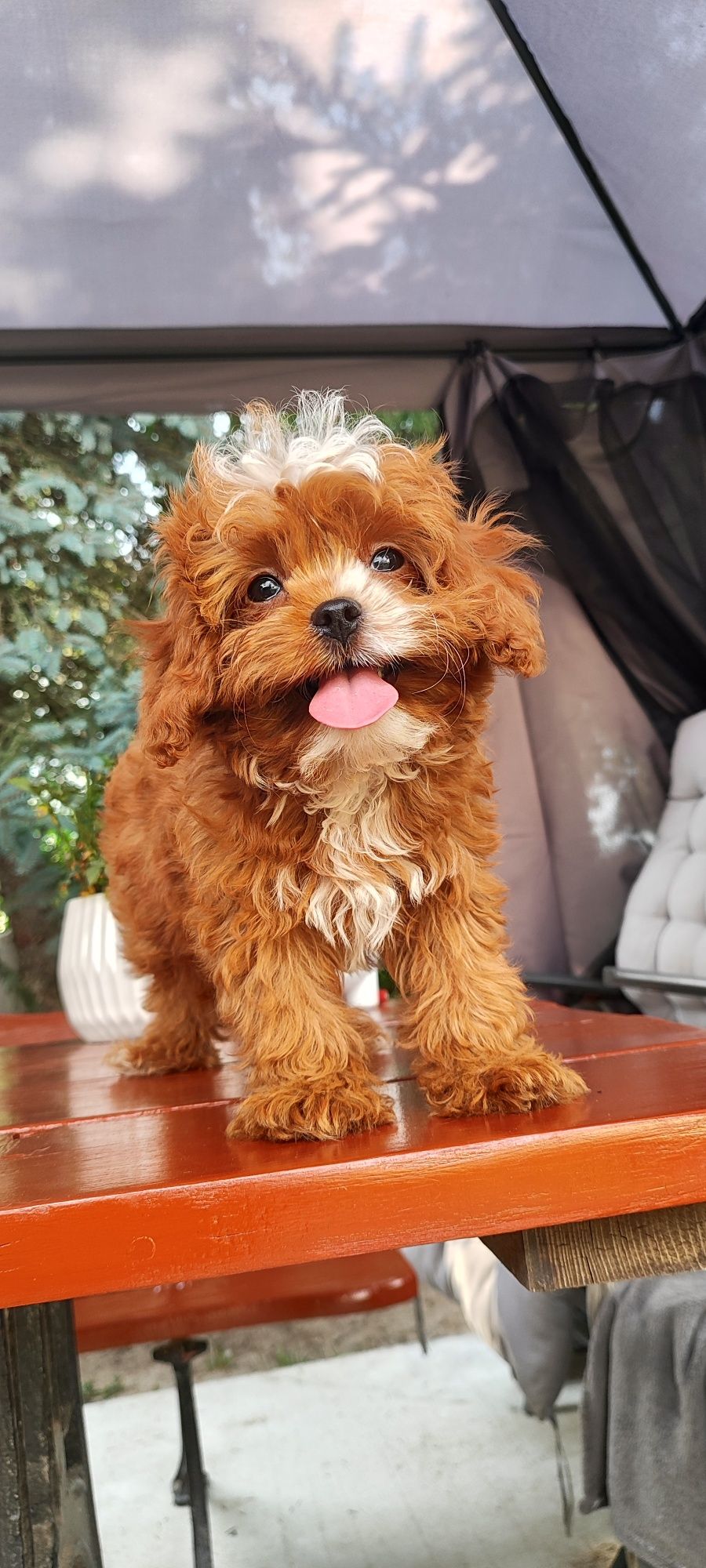 Uroczy Piesek Cavapoo  • GOTOWE DO ODBIORU •