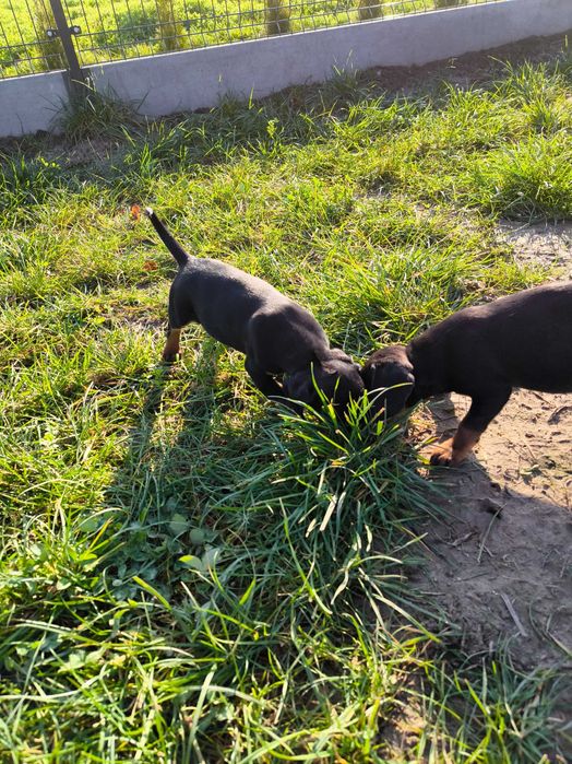 Gończy słowacki (KOPOV) FCI