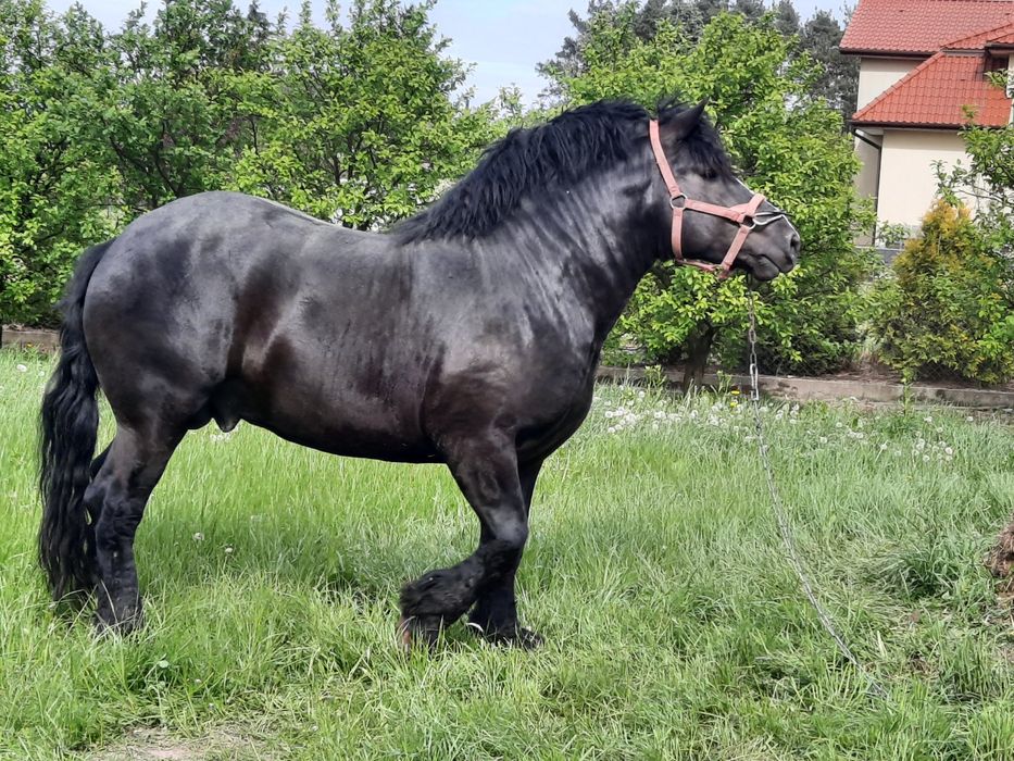 Sprzedam ogiera zimnokrwistego i inne konie zimnokrwiste