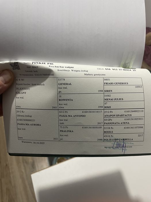 Kuc walijski klacz polski kuc wierzchowy