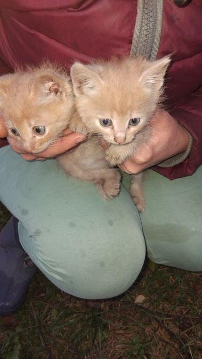 Риженьки Кошенята.