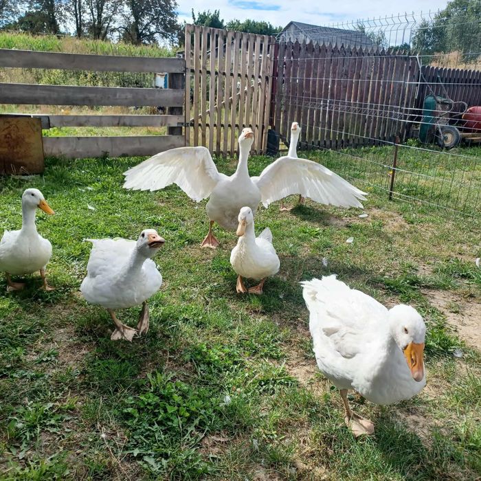 Sprzedam Gęsi mięsne