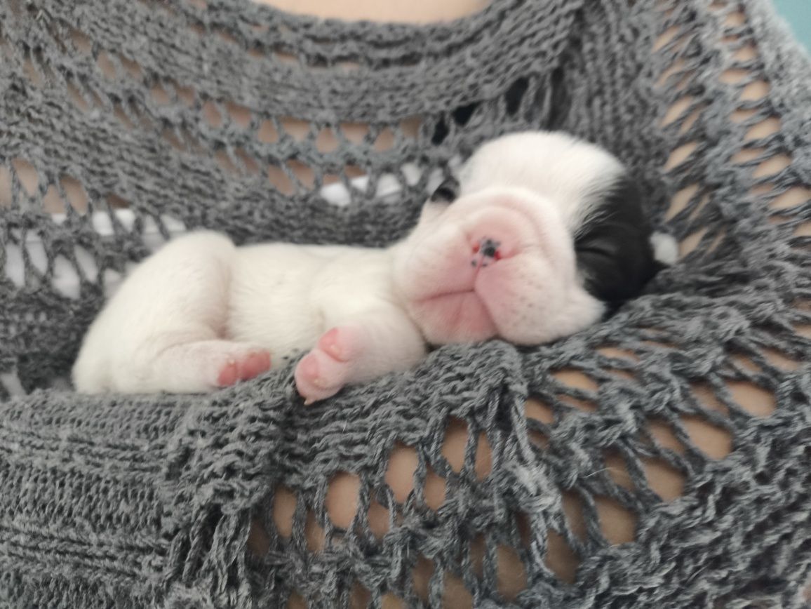 Buldog francuski FCI ZKwP