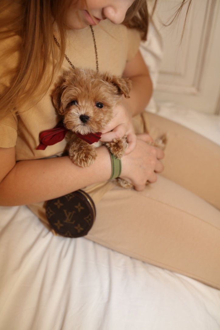 Maltipoo micro F1, мальтіпу мікро хлопчик, микро мальчик мальтипу