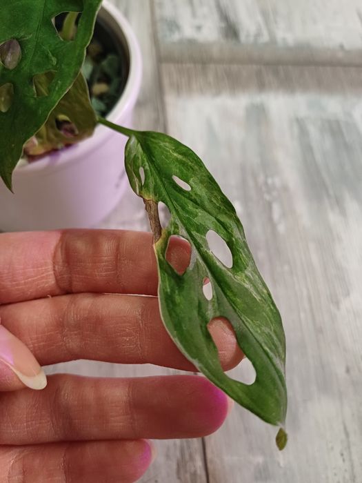 Monstera monkey variegata