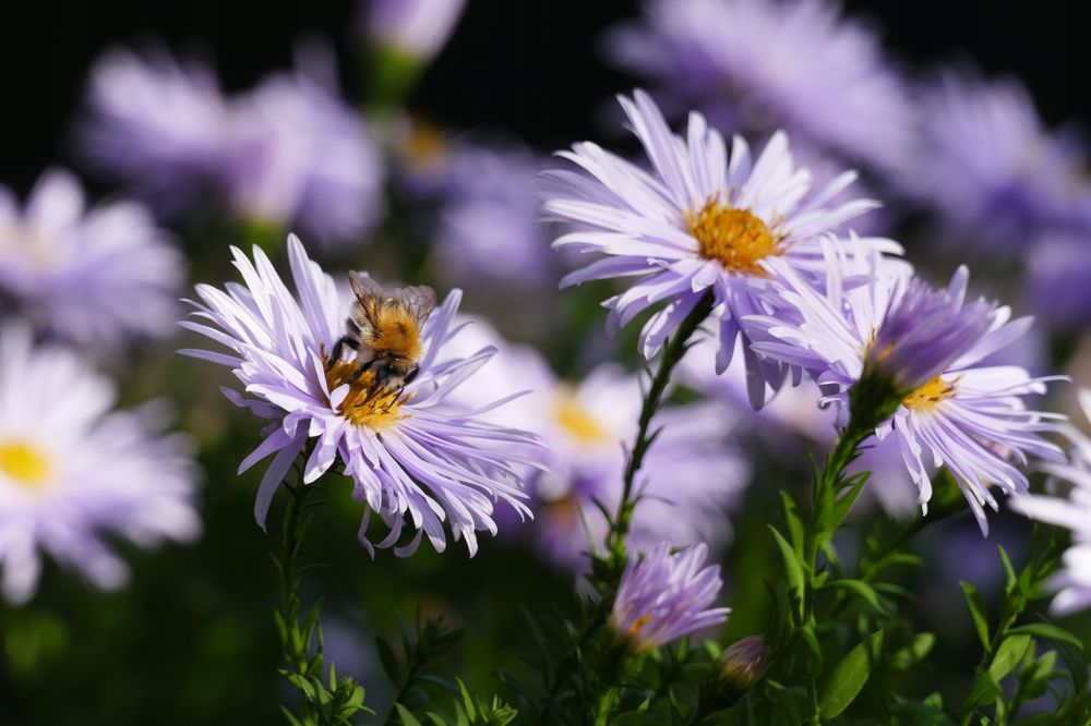 Aster żeniszkowaty 'Asran' (Aster amellus) Doniczka 2.0L